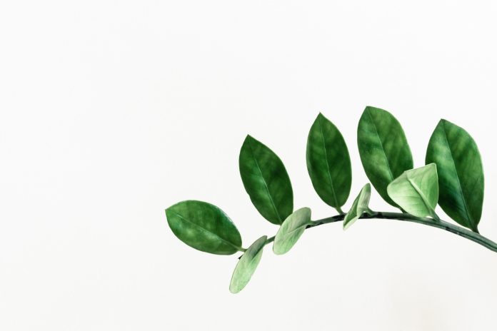 Photo by Paweł Czerwiński on Unsplash