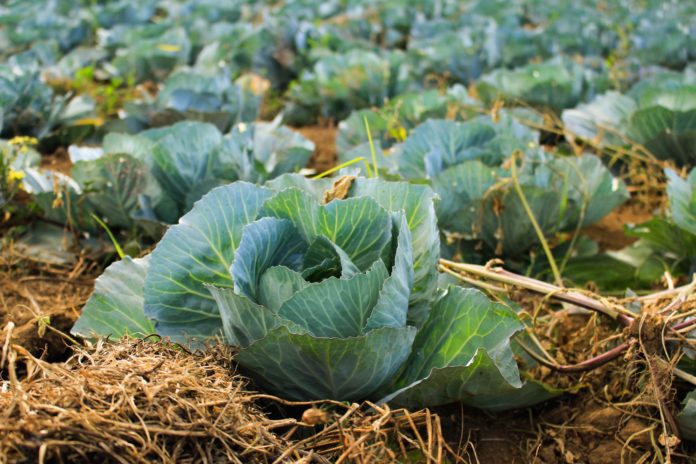 arnaldo-aldana-HfH5yd70ox8-unsplash Cabbage