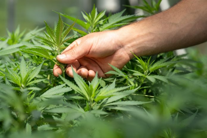 crystalweed-cannabis-F-ZXqLioXxg-unsplash