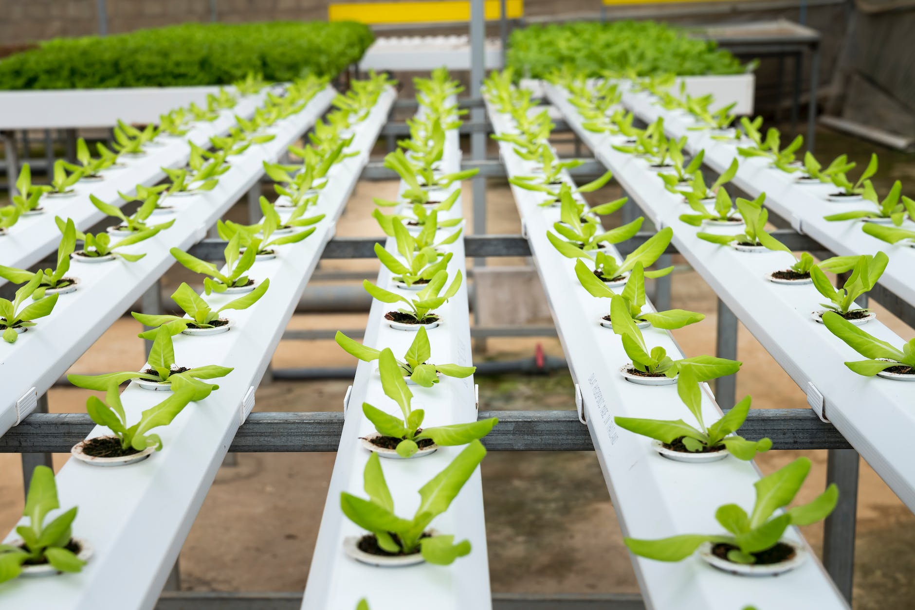 green plant lot close up photography. Agriculture could be good for economy, particularlyfor export purpose