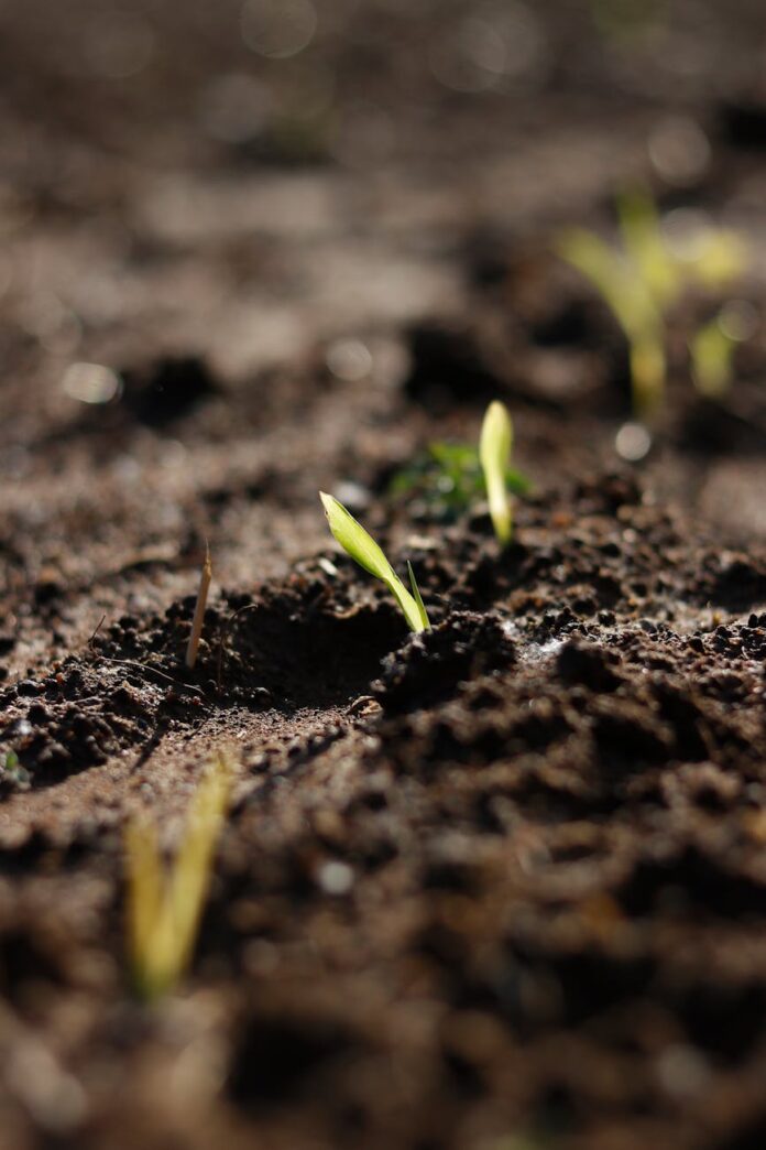 pexels-photo-23388908 seedlings growing in field